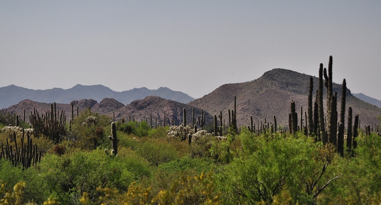desert floor